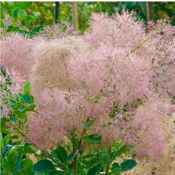 PŪKENIS EUROPINIS 'YOUNG LADY'